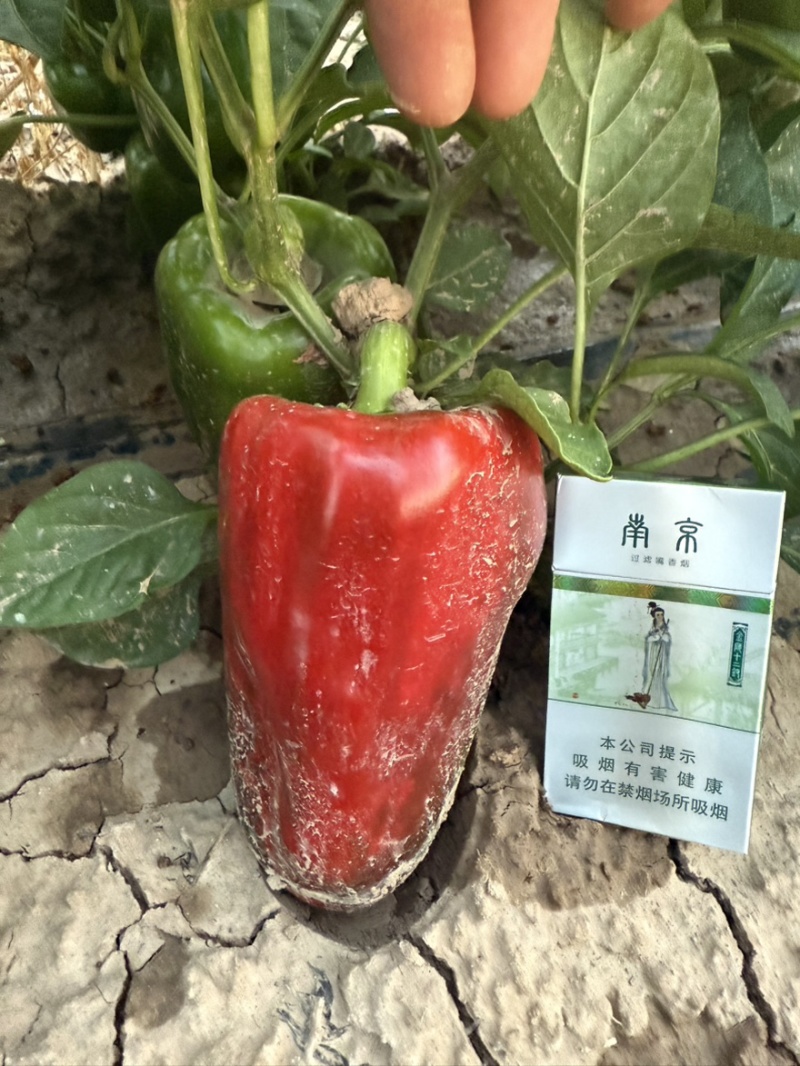 内蒙古鲜辣椒8月底可以出有需要的老板电联