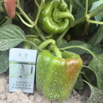 内蒙古鲜辣椒8月底可以出有需要的老板电联