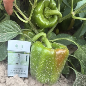 内蒙古鲜辣椒8月底可以出有需要的老板电联