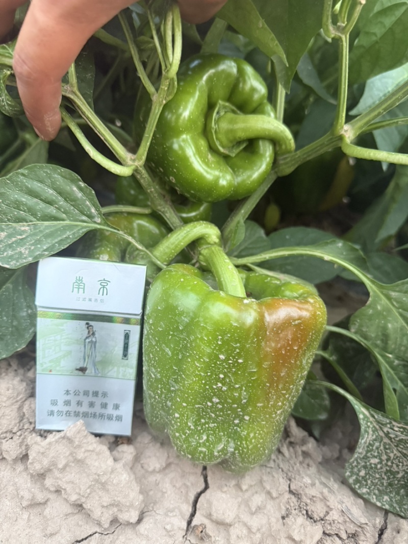 内蒙古鲜辣椒8月底可以出有需要的老板电联