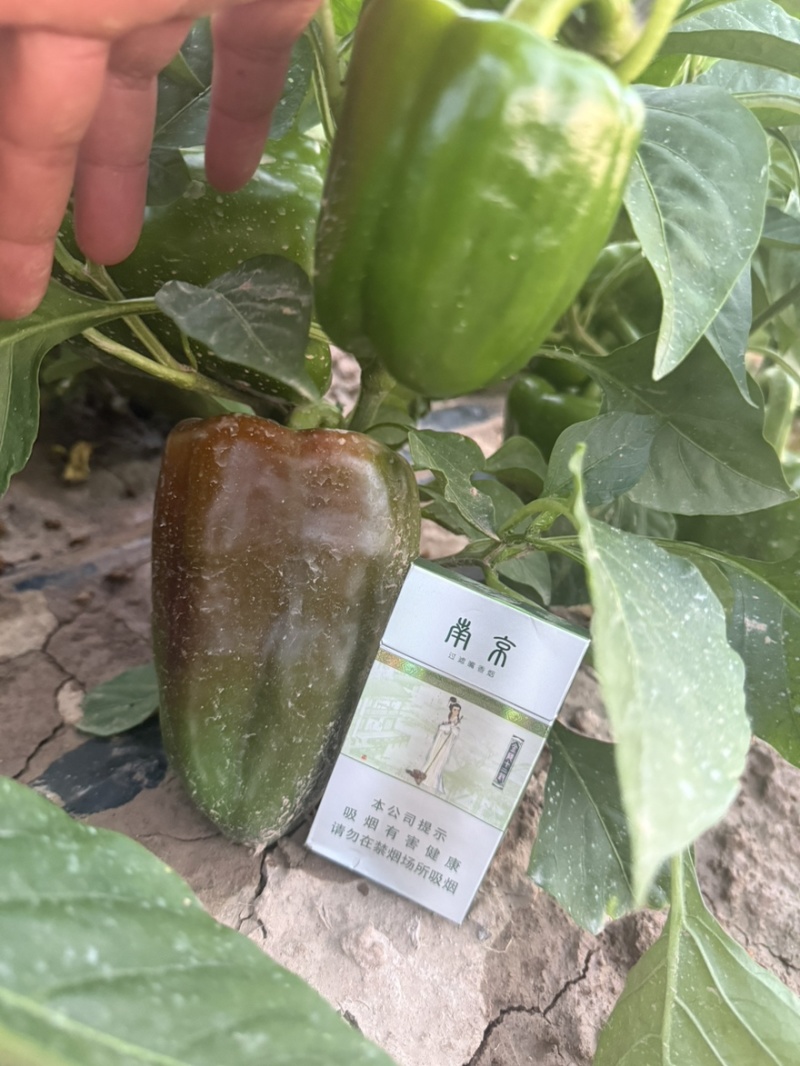 内蒙古鲜辣椒8月底可以出有需要的老板电联