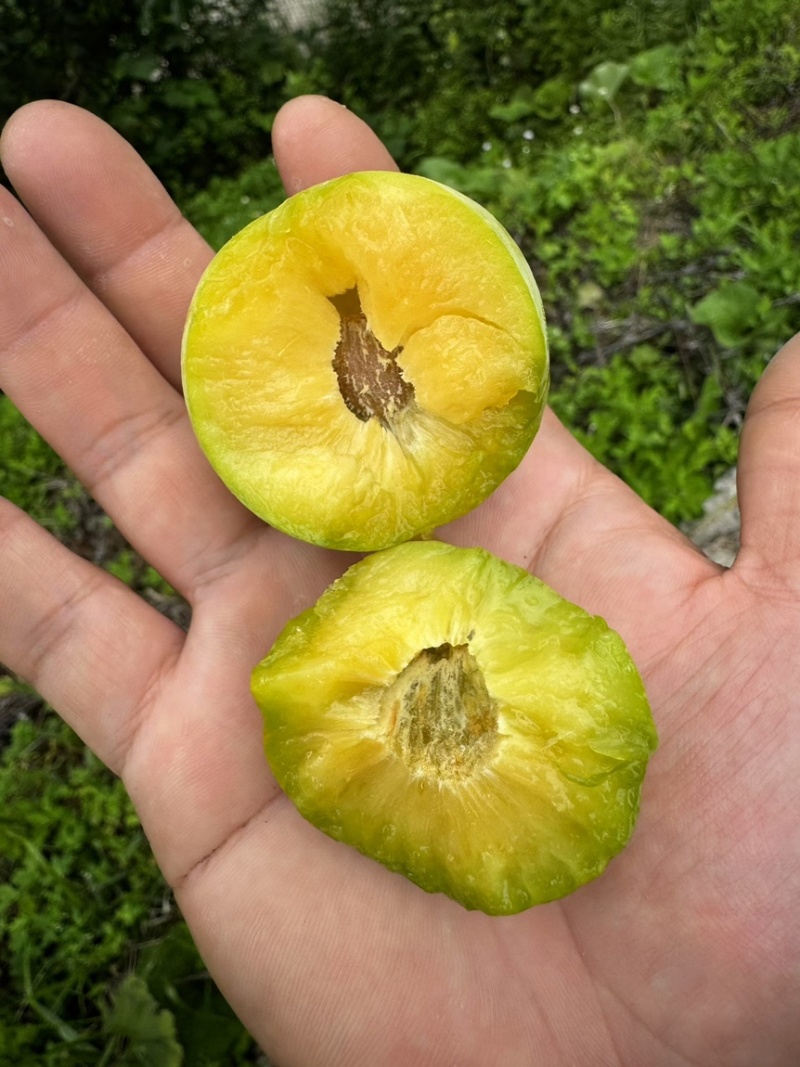 青脆李