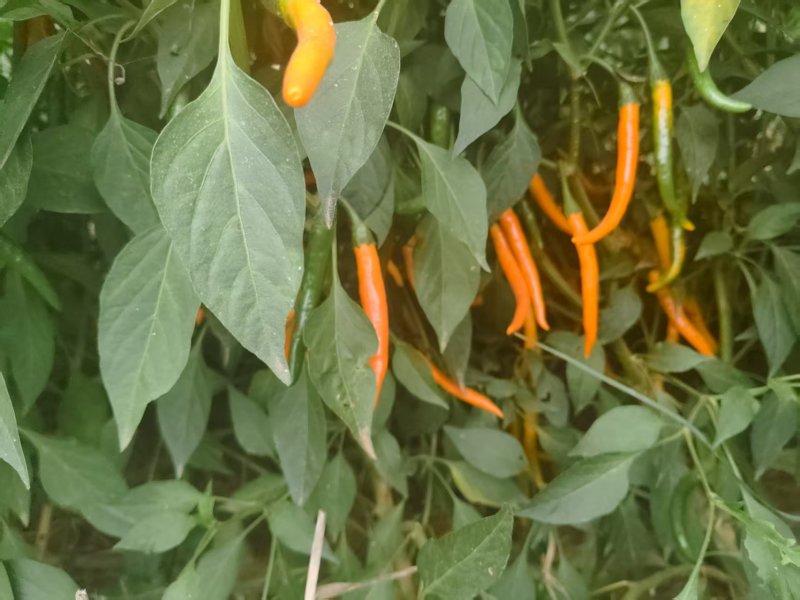 新鲜采摘黄皮线椒大量上市
