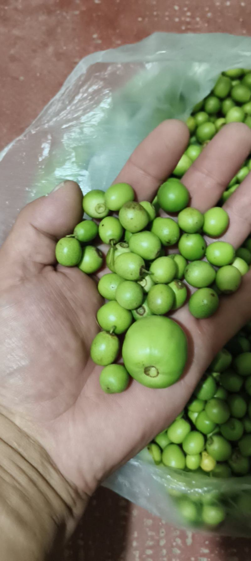 酸枣子