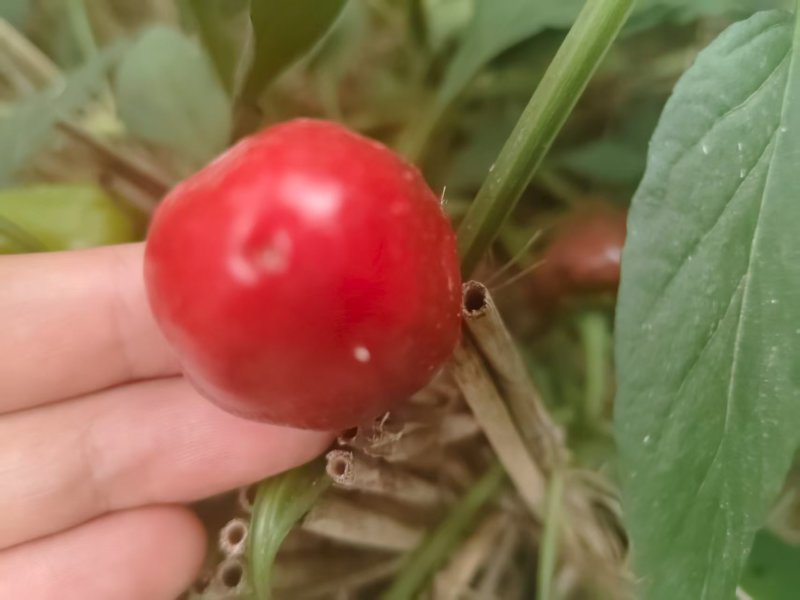 新鲜采摘草莓椒大量上市