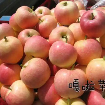 山东嘎拉、美八、鲁丽苹果🍎大量上市大量供应🎉