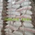 厂家直销20-120目桉树粉佛香粉