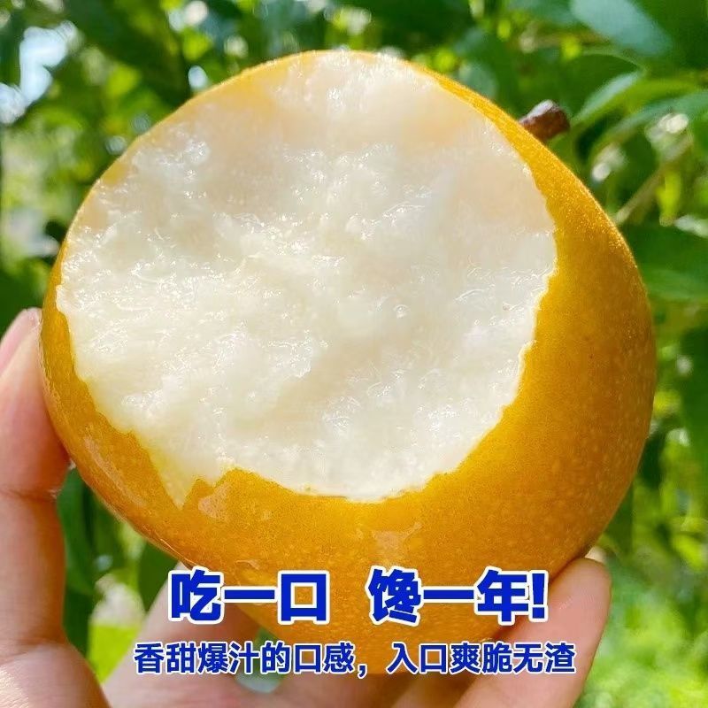 【彩箱】正宗秋月梨新鲜当季水果山东莱阳冰糖羊脂梨子大果脆薄皮