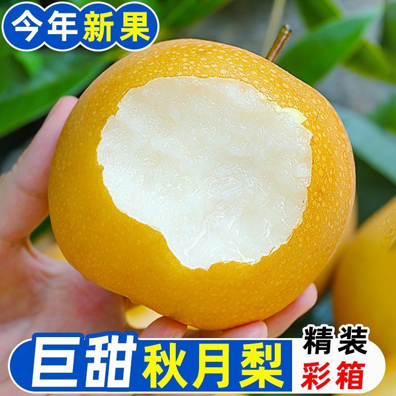 【彩箱】正宗秋月梨新鲜当季水果山东莱阳冰糖羊脂梨子大果脆薄皮