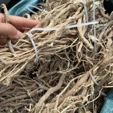 野生黄花倒水莲水洗货细根捆把