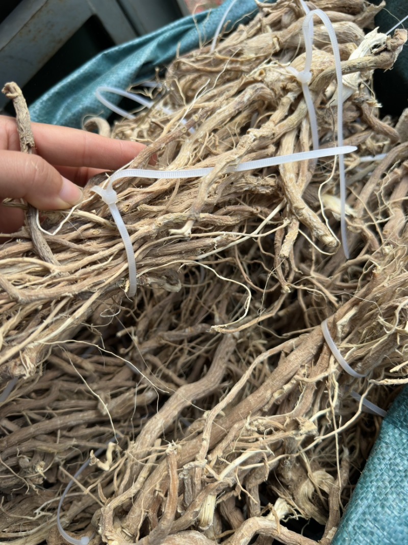 野生黄花倒水莲水洗货细根捆把