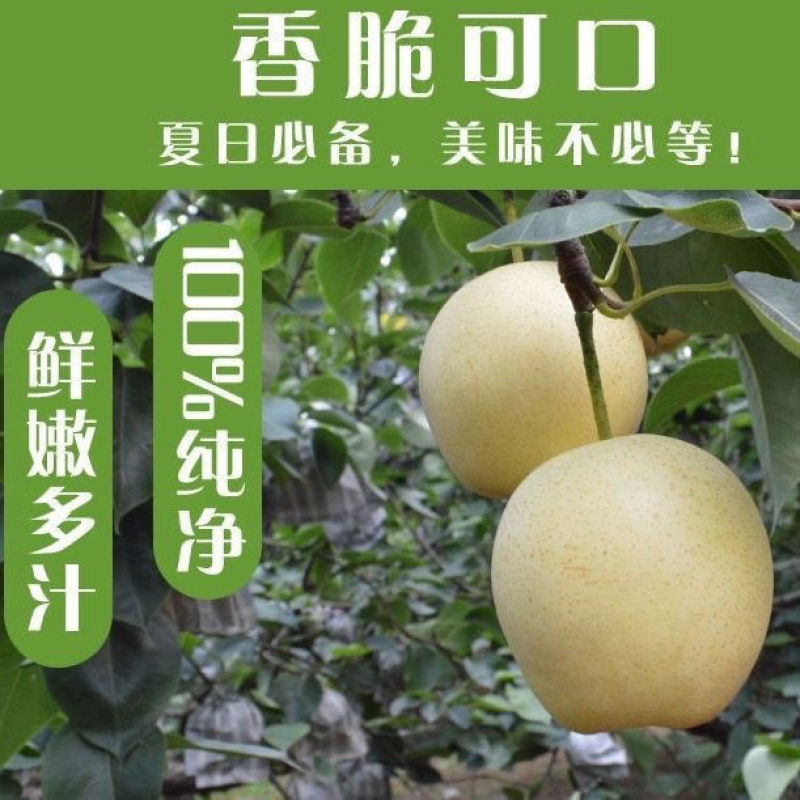 正宗皇冠梨雪花梨雪梨鸭梨新鲜梨子整箱批发应季水果薄皮润肺酥梨