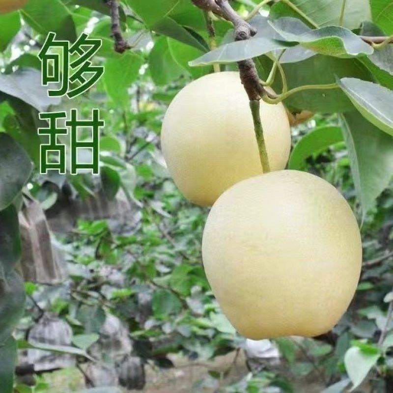 正宗皇冠梨雪花梨雪梨鸭梨新鲜梨子整箱批发应季水果薄皮润肺酥梨