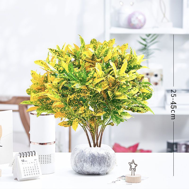 黄金万两盆栽招财植物室内绿植花卉阳台好养变叶木四季净化空气花