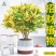 黄金万两盆栽招财植物室内绿植花卉阳台好养变叶木四季净化空气花