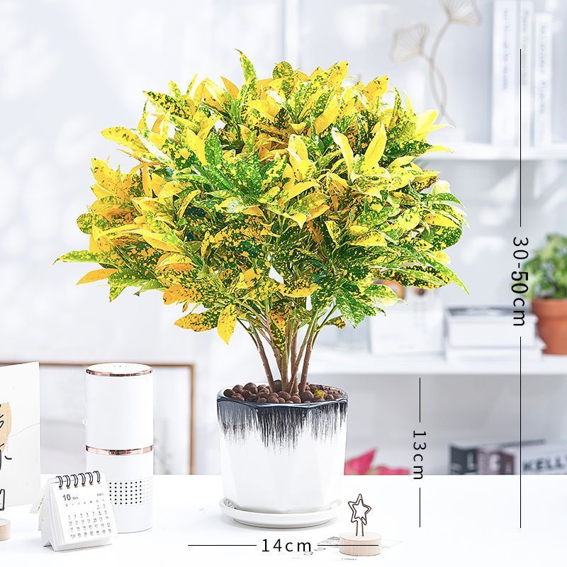 黄金万两盆栽招财植物室内绿植花卉阳台好养变叶木四季净化空气花