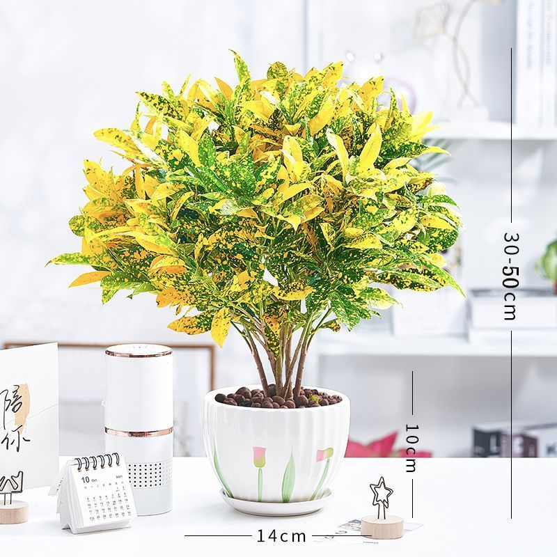 黄金万两盆栽招财植物室内绿植花卉阳台好养变叶木四季净化空气花