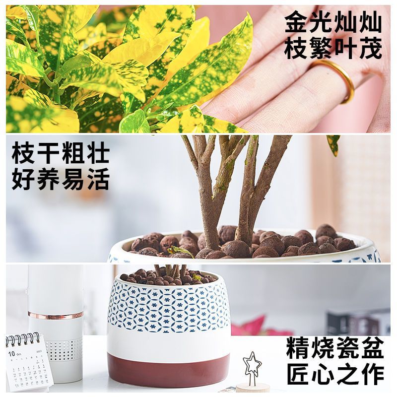 黄金万两盆栽招财植物室内绿植花卉阳台好养变叶木四季净化空气花