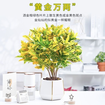 黄金万两盆栽招财植物室内绿植花卉阳台好养变叶木四季净化空气花