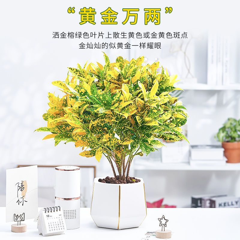 黄金万两盆栽招财植物室内绿植花卉阳台好养变叶木四季净化空气花