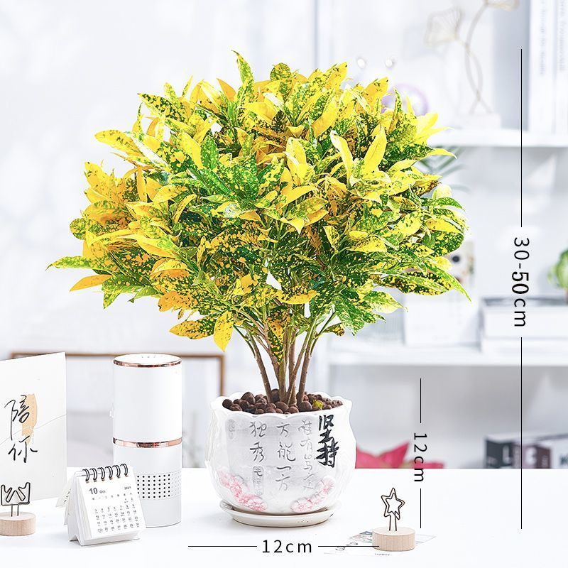 黄金万两盆栽招财植物室内绿植花卉阳台好养变叶木四季净化空气花