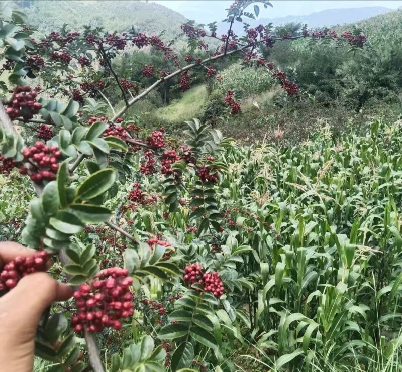 四川大凉山彝族自治州只做批发