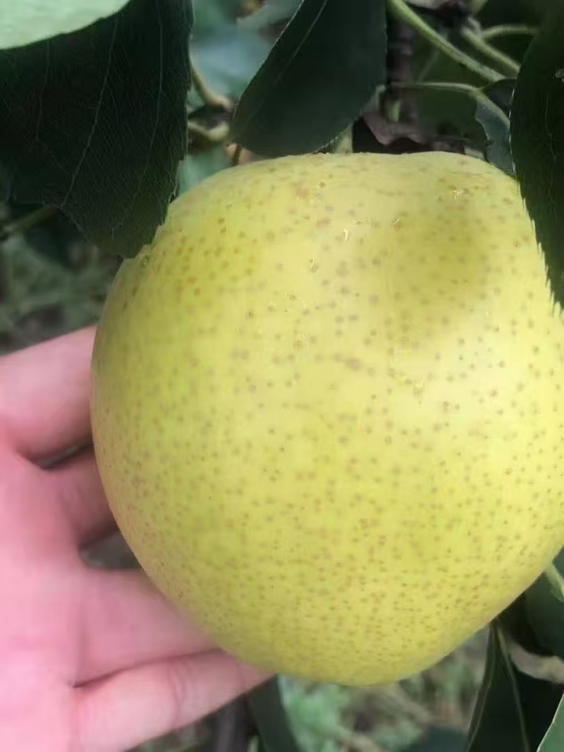 皇冠梨
