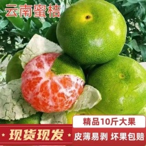 酸桔子云南蜜桔薄皮青皮橘子孕妇无籽新鲜水果无核桔子批发价包邮