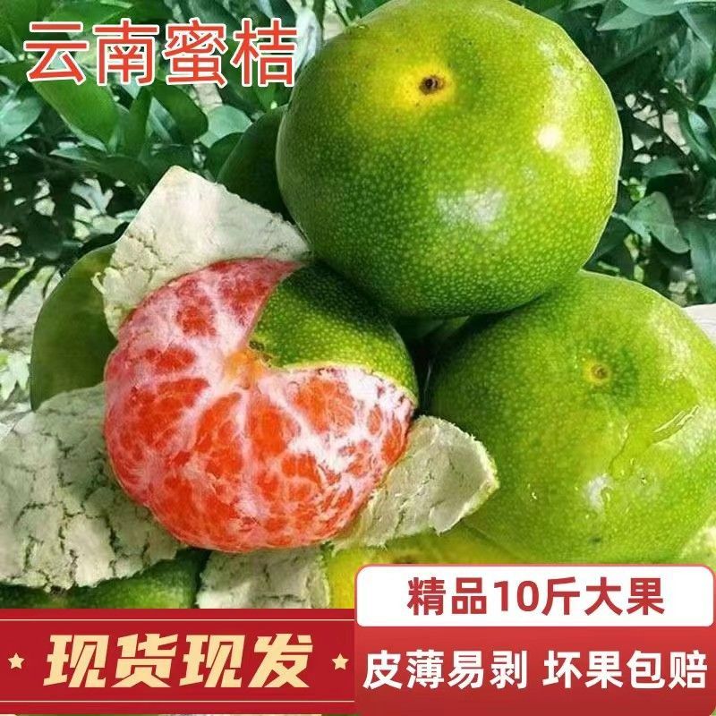 酸桔子云南蜜桔薄皮青皮橘子孕妇无籽新鲜水果无核桔子批发价包邮