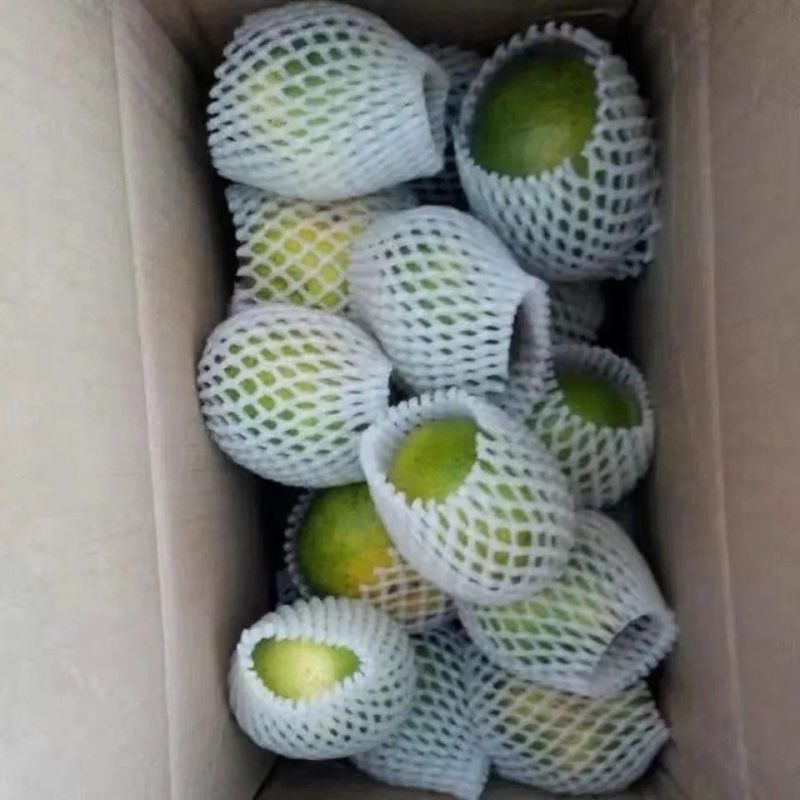 酸桔子云南蜜桔薄皮青皮橘子孕妇无籽新鲜水果无核桔子批发价包邮