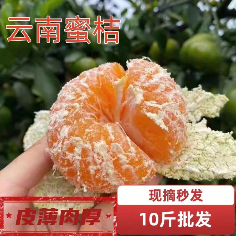 酸桔子云南蜜桔薄皮青皮橘子孕妇无籽新鲜水果无核桔子批发价包邮