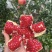 2四川会理会理石榴市场商超零售零旦电商