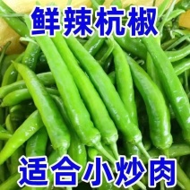 正宗杭椒现摘辣椒新鲜薄皮辣椒农家自种青椒尖椒特辣线椒腌制辣椒