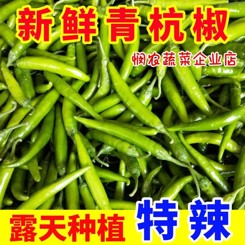 正宗杭椒现摘辣椒新鲜薄皮辣椒农家自种青椒尖椒特辣线椒腌制辣椒