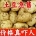 2025新黄心土豆黄皮新鲜现挖现发正宗马铃薯洋芋整箱批发抢鲜