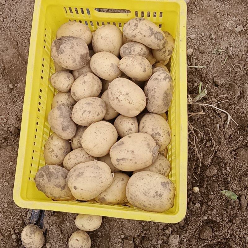 精品陕北水洗土豆