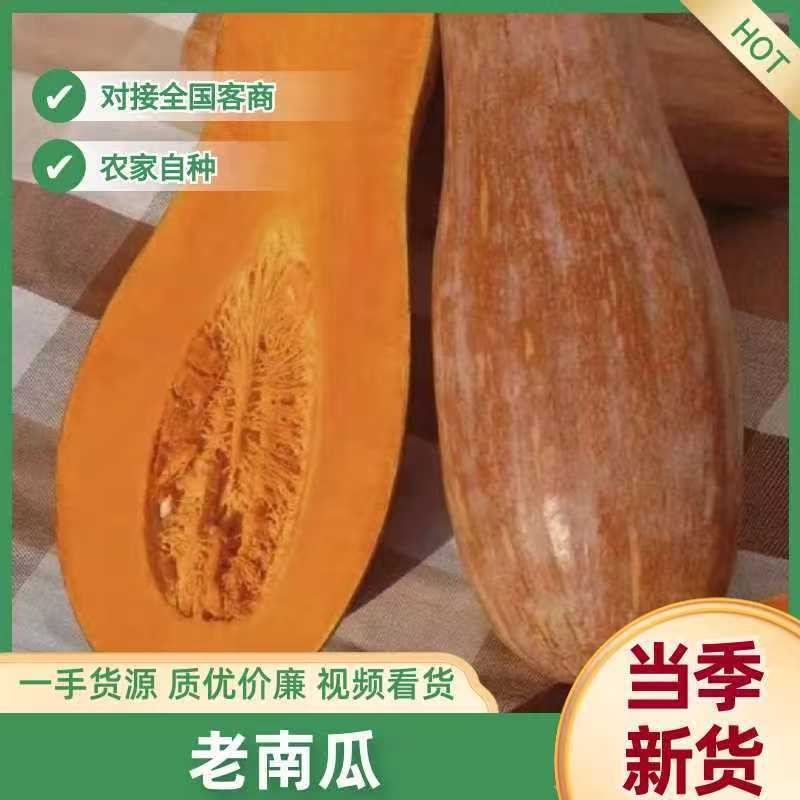 密本南瓜产地直销保质保量欢迎老板来电咨询