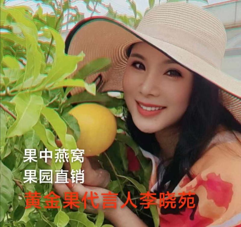 上海直供新鲜黄晶果，果香浓郁，甜润多汁，健康美味，品质保证！