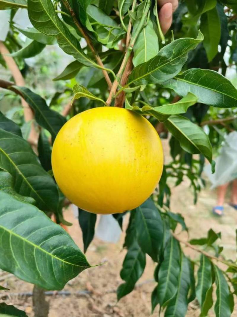 上海直供新鲜黄晶果，果香浓郁，甜润多汁，健康美味，品质保证！