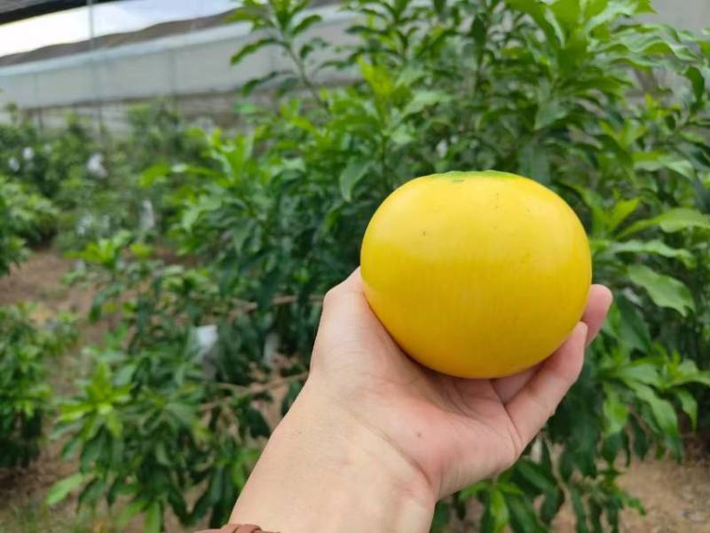 上海直供新鲜黄晶果，果香浓郁，甜润多汁，健康美味，品质保证！
