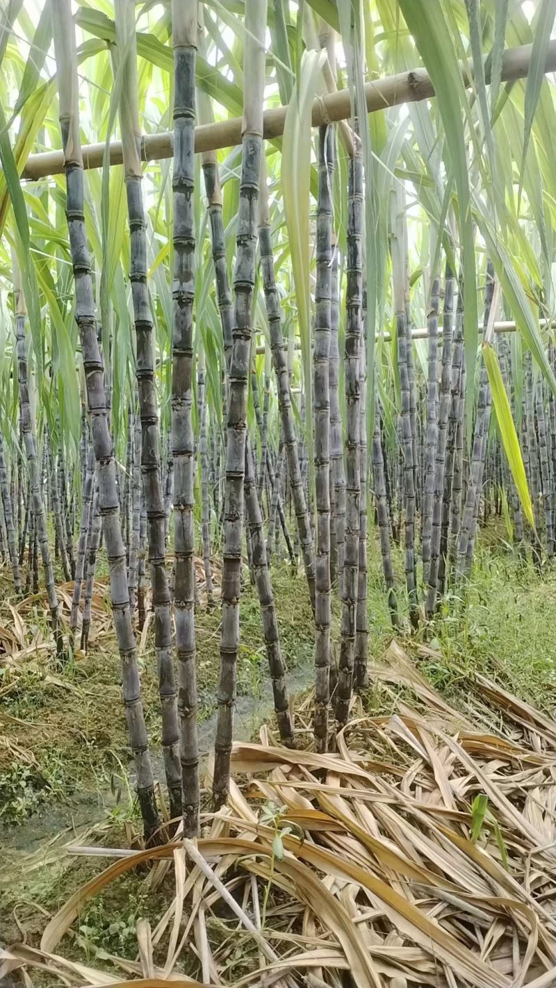 广东甘蔗