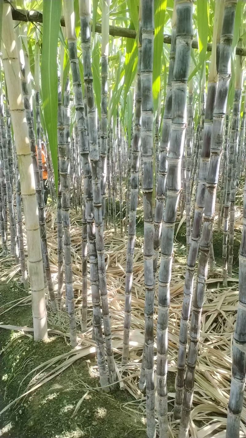 广东甘蔗