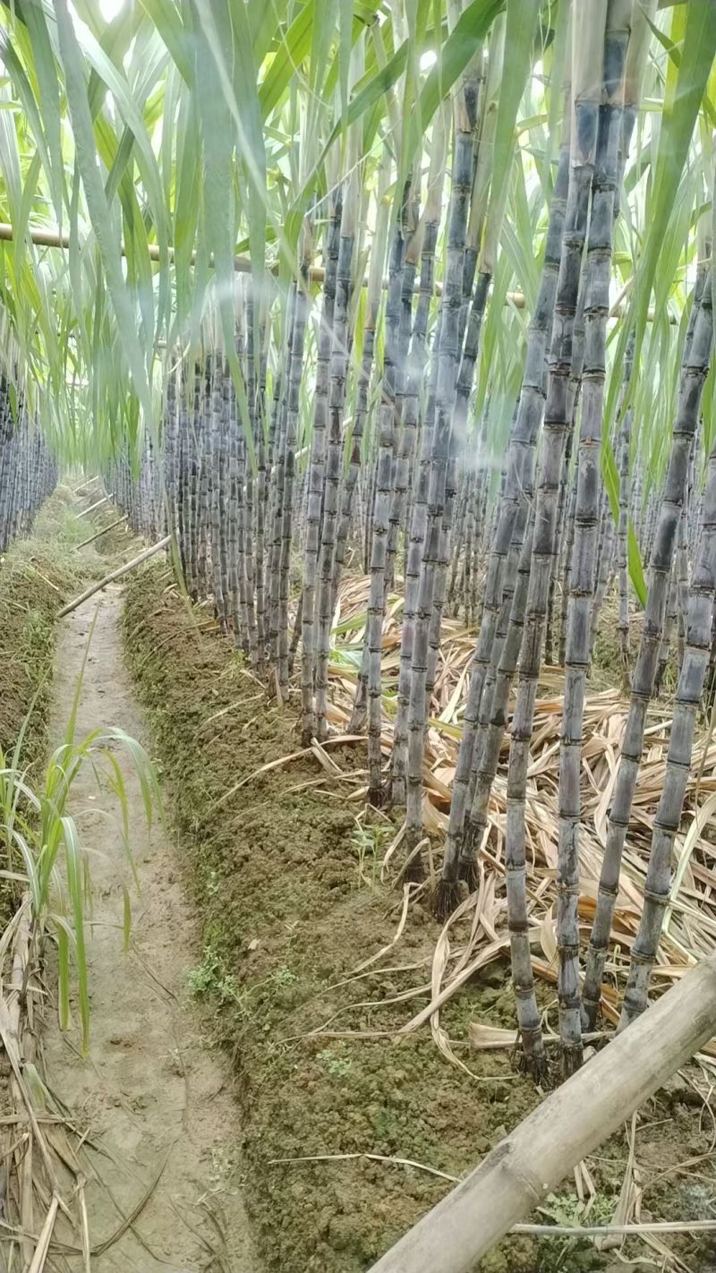 广东甘蔗