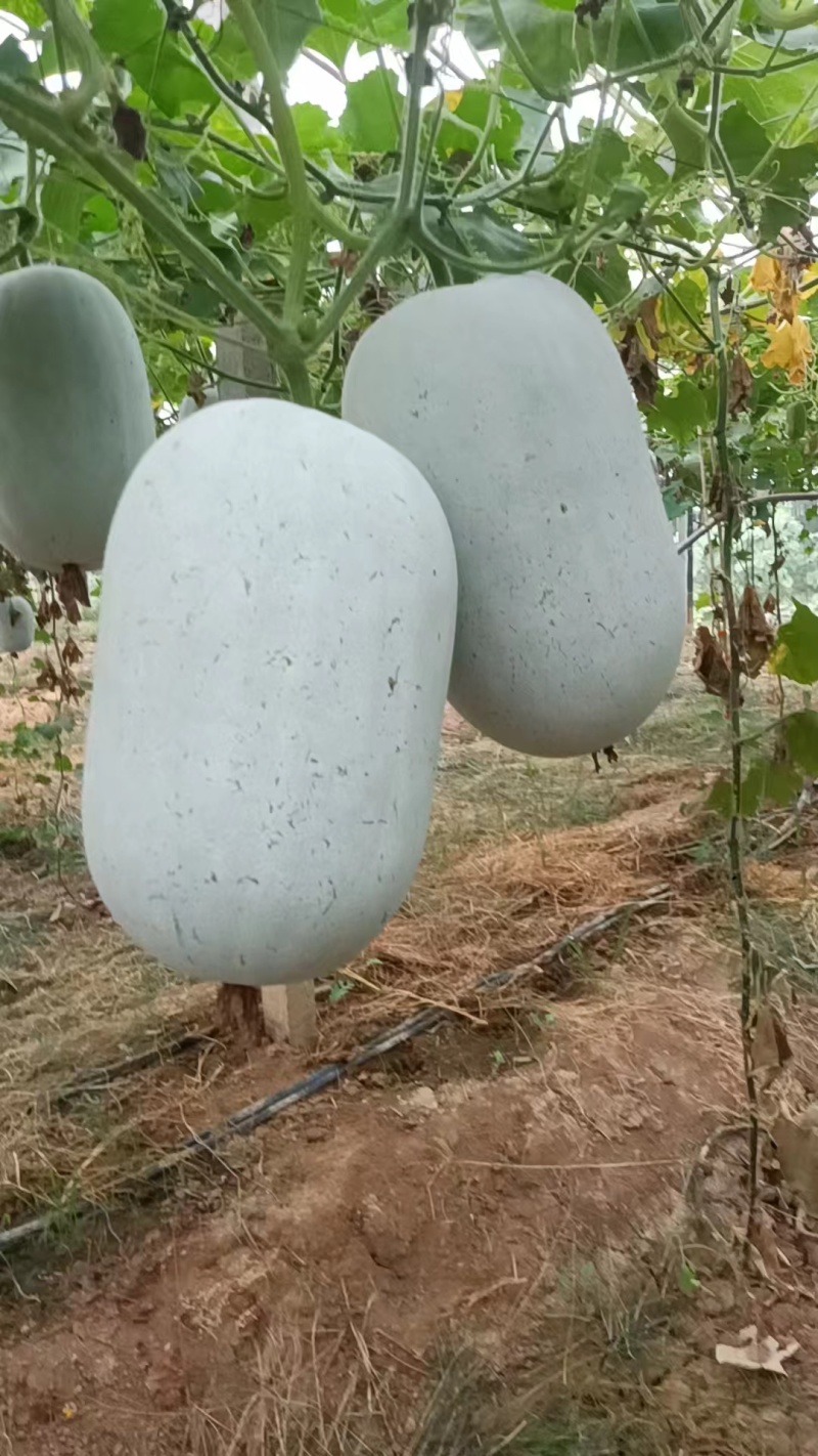 河南水果冬瓜，实地考察，视频看货，线上保障交易。