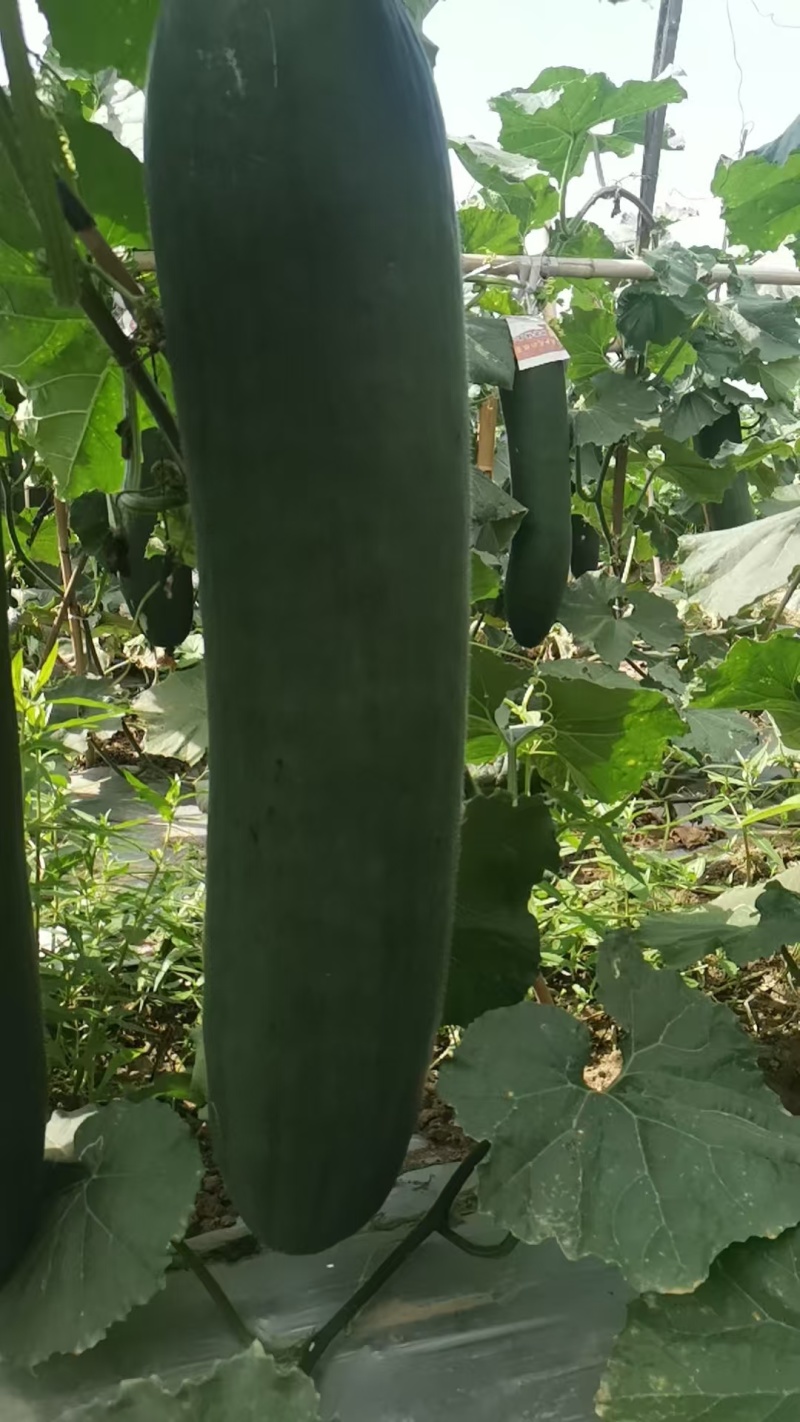 吊冬瓜口感细腻，品质保证，一手货源