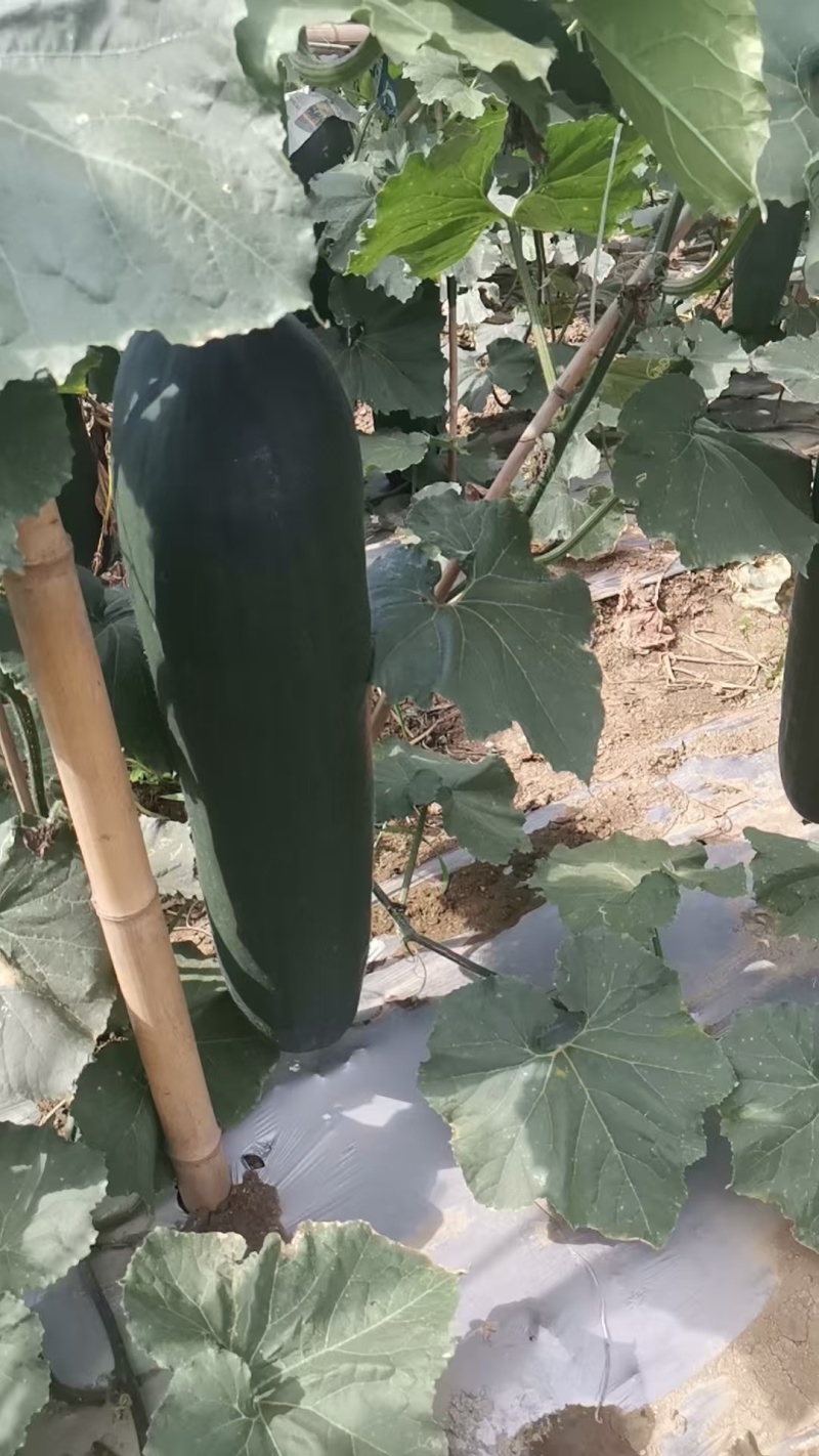 吊冬瓜口感细腻，品质保证，一手货源