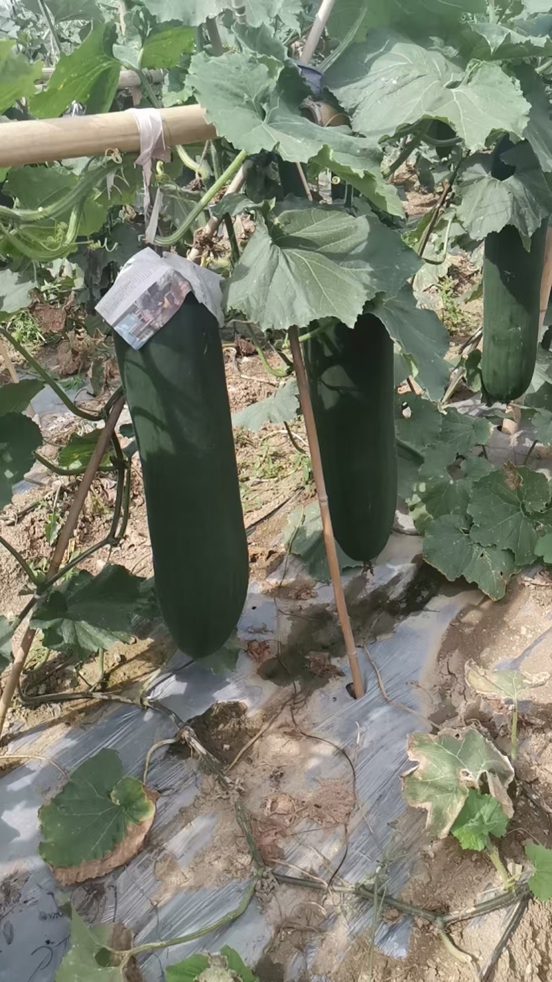 吊冬瓜口感细腻，品质保证，一手货源