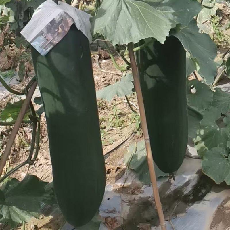 吊冬瓜口感细腻，品质保证，一手货源