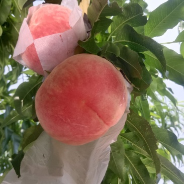 水蜜桃