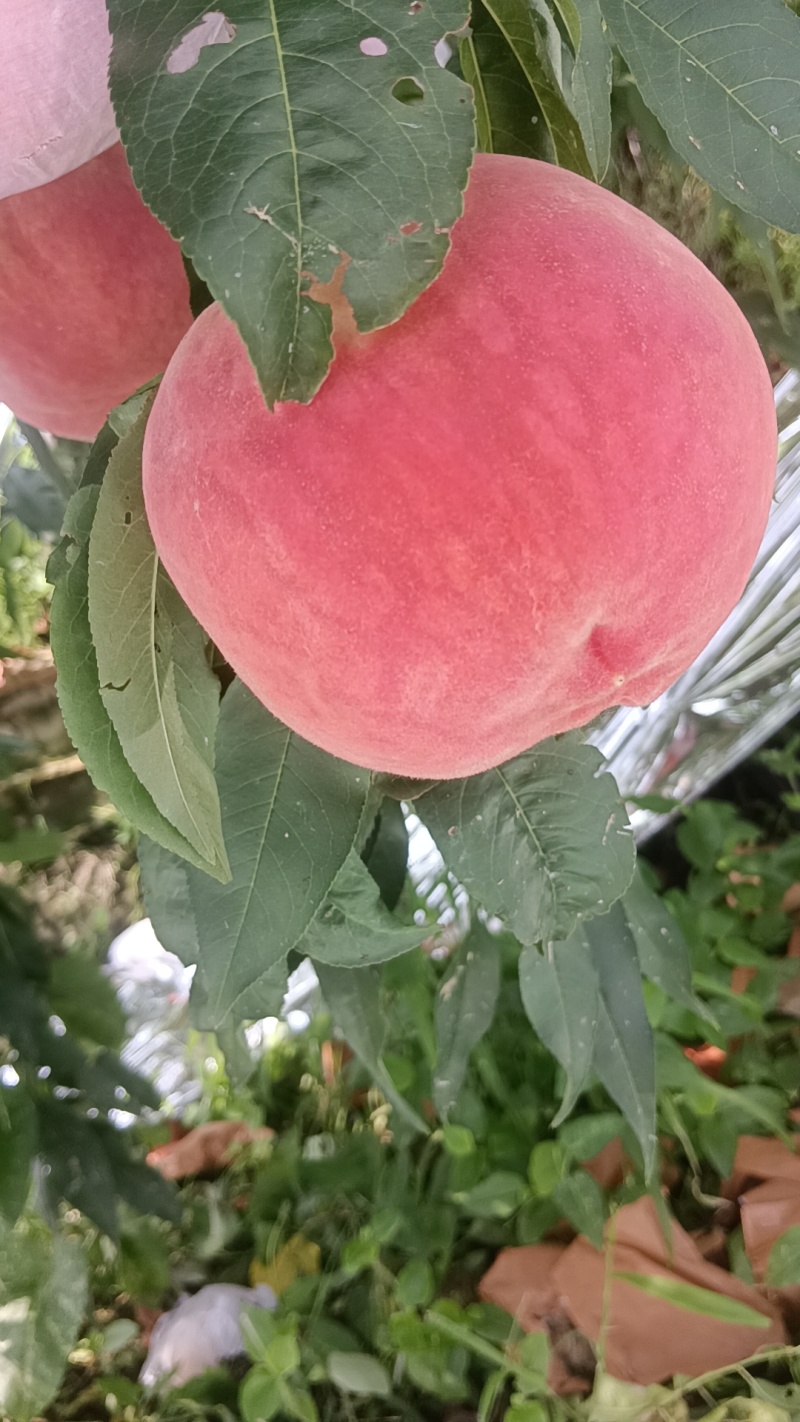 水蜜桃